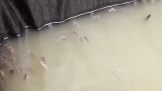 Air kolam butek, keruh, gak mau hijau dan cepat bau❗Atasi dengan ini