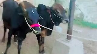 Bakra mandi 3