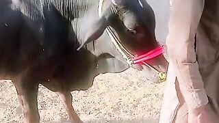 Buy buffalo for eid