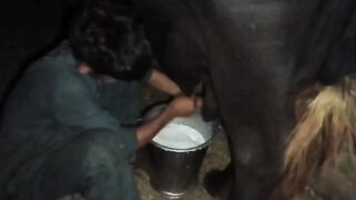 Milking her