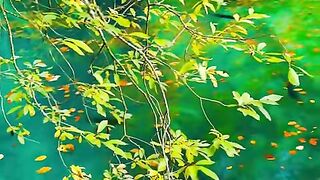 ???? Blausee, Switzerland ????????  #shorts #youtubeshorts #shortsfeed #foryou #nature #switzerland [1080p]