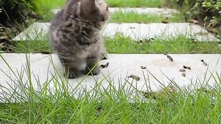 The Cat's Hidden Treasure 2