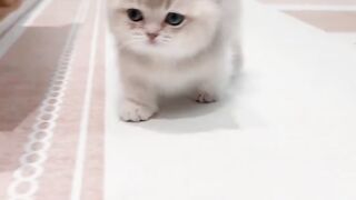The Playful Kitten
