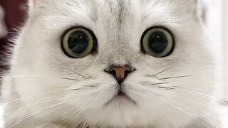 The Cat with Nine Lives
