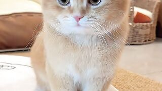 The Cat's Great Escape