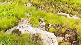 ???? Switzerland ???????? #relaxingmusic #nature #love #foryou #travel #swissmountain #shortsfeed [1080p]
