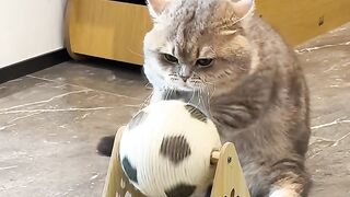 A Journey with My Cat