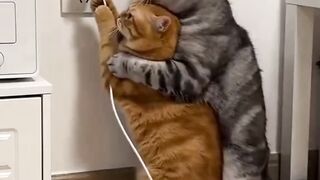jadi ke setrumkan???????? - Tigerasia88