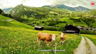Spring Walk In Grindelwald Village, Switzerland????????Most Beautiful Swiss Valley????????