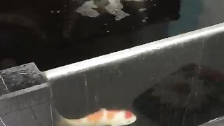 Ikan koi ale ale