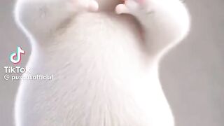 So Cute Cat Dance