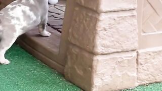 Where to buy French Bulldog puppies in Germany: reputable sources