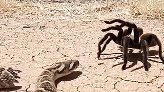 When instincts take over