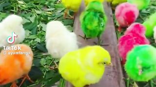 chick baby