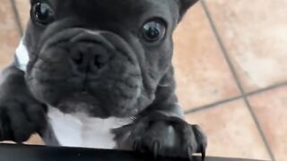 Wo man in Berlin, Deutschland, Französische Bulldoggenwelpen kaufen kann: seriöse Bezugsquellen