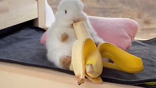 ​Bunny vs. Banana: The Epic Battle