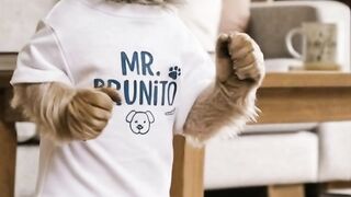 Mr Brunito dance
