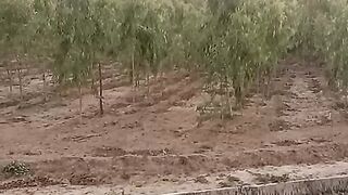 ???? tree