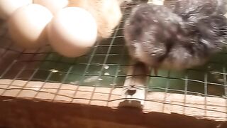 Mesin penetas telur ayam KUB . Modal kardus bekas