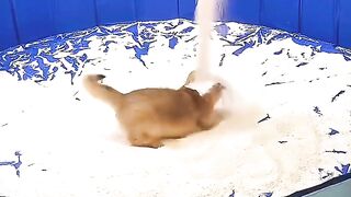 : ???? 1-Month-Old Kitten’s First Training Challenge! ????❤️ #Shorts