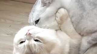 Animal lovers