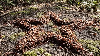 ant making ....