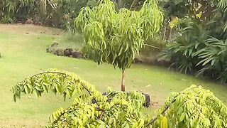 Vertical 4K Nature Film with Music parte 19 #cdrama #fyp #doblado
