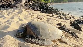 Vertical 4K Nature Film with Music parte 44 #cdrama #fyp #doblado