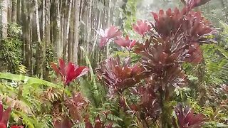Vertical 4K Nature Film with Music parte 47 #cdrama #fyp #doblado