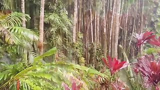 Vertical 4K Nature Film with Music parte 48 #cdrama #fyp #doblado