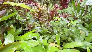 Vertical 4K Nature Film with Music parte 49 #cdrama #fyp #doblado
