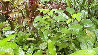 Vertical 4K Nature Film with Music parte 50 #cdrama #fyp #doblado