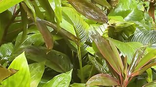 Vertical 4K Nature Film with Music parte 51 #cdrama #fyp #doblado