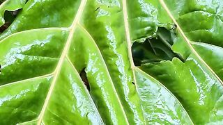 Vertical 4K Nature Film with Music parte 52 #cdrama #fyp #doblado