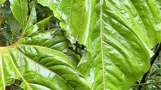 Vertical 4K Nature Film with Music parte 53 #cdrama #fyp #doblado