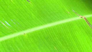Vertical 4K Nature Film with Music parte 58 #cdrama #fyp #doblado