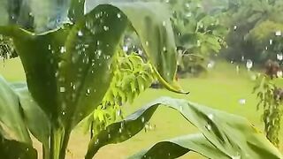 Vertical 4K Nature Film with Music parte 6 #cdrama #fyp #doblado