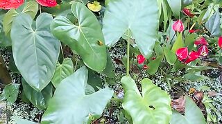 Vertical 4K Nature Film with Music parte 7 #cdrama #fyp #doblado
