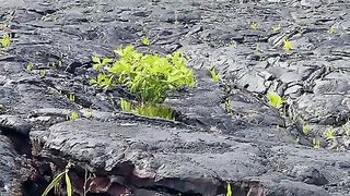 Vertical 4K Nature Film with Music parte 71 #cdrama #fyp #doblado
