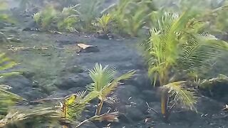 Vertical 4K Nature Film with Music parte 83 #cdrama #fyp #doblado