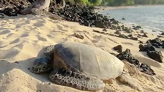 Vertical 4K Nature Film with Music parte 9 #cdrama #fyp #doblado