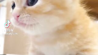So Cute Kitten 7