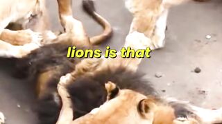 What Happens When A Lioness Eats A Dead Lion?