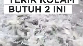 Cuaca panas terik Kolam butuh 2 ini agar lele aman