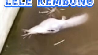 Solusi ikan lele kembung