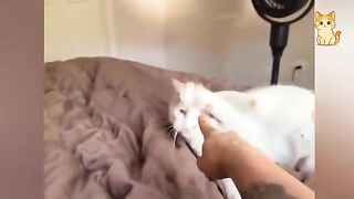 These Funny Cats Will Make Your Day