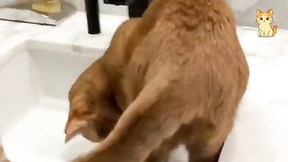 Funny Cat Compilation 8