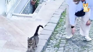 Ultimate Funny Cat Compilation