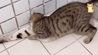 Hilarious Cats Compilation 4