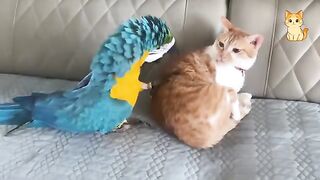 Crazy Cat vs Animals